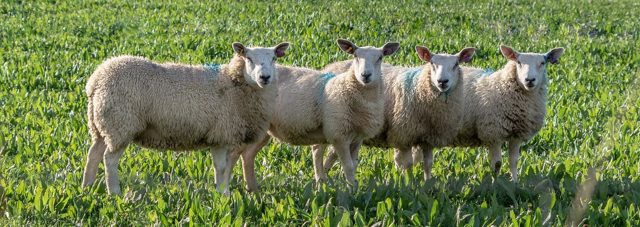 DAFM: 3 additional animal diseases must now be reported