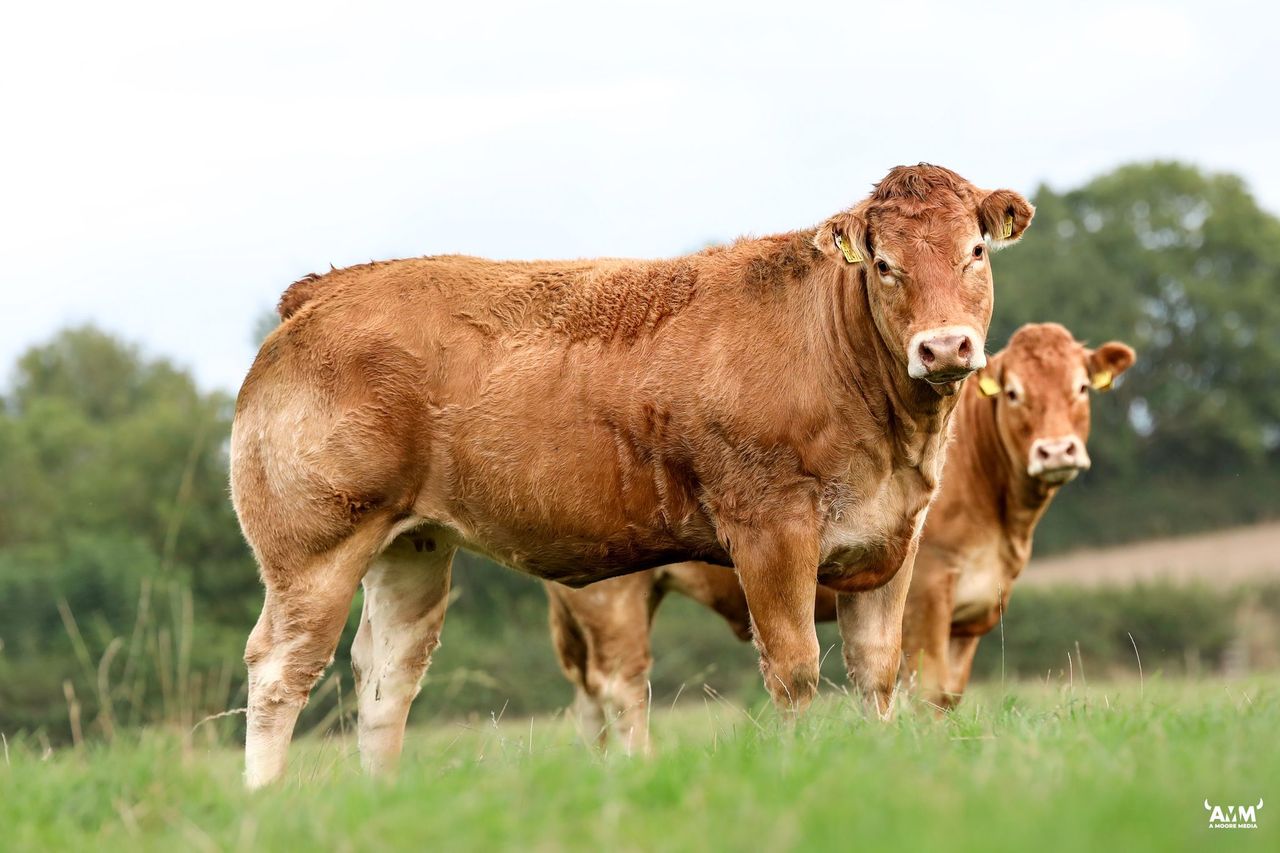Suckler-bred cow-calf pairing hits €5,000 at Carnew Mart