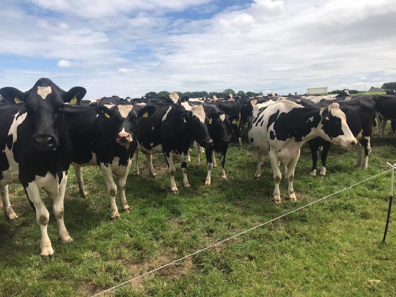 'Leave the avocados to Mexico' - NDC boss reaffirms Ireland's dairy credentials