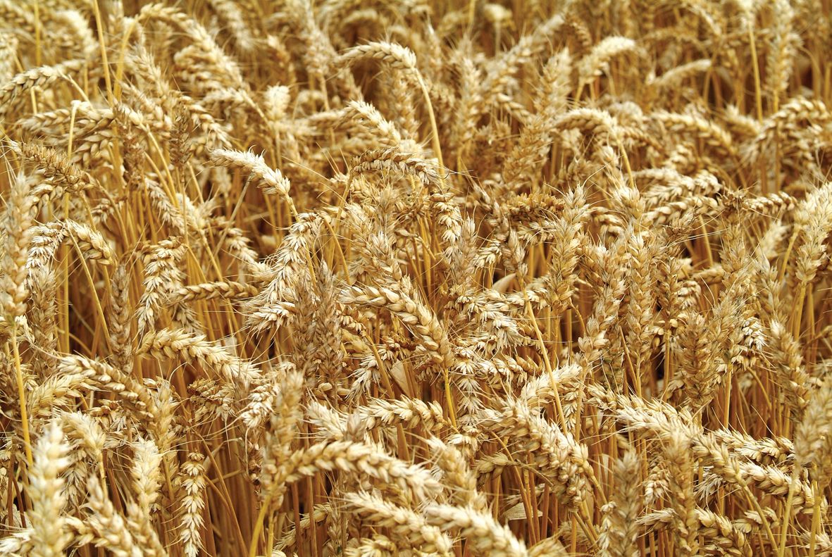 Dairygold calls for minimal costs and paperwork in new pesticide regulation rollout