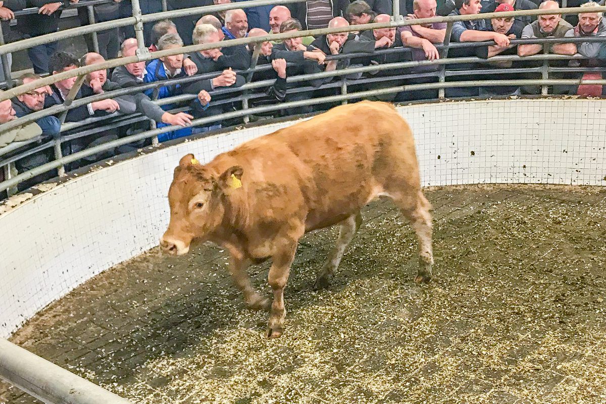 Pics and prices: Sharp trade for quality lots at Ballinrobe Mart