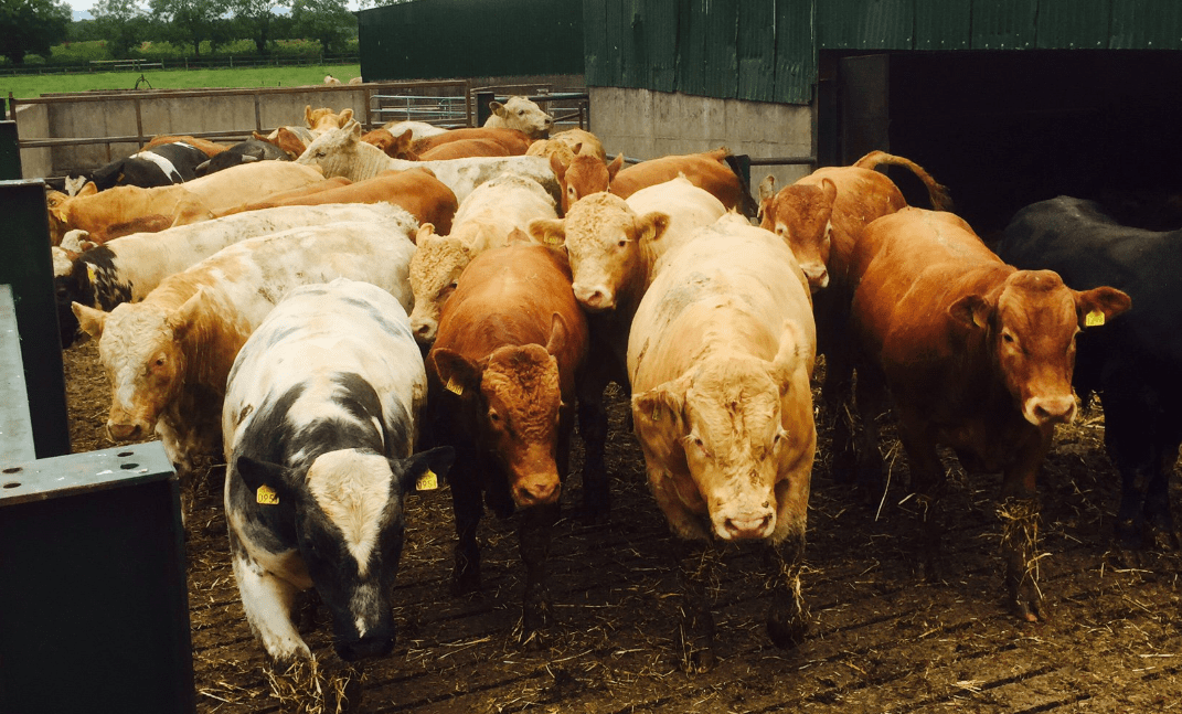 Heavy bull buying for the Turkish market ceases...for now