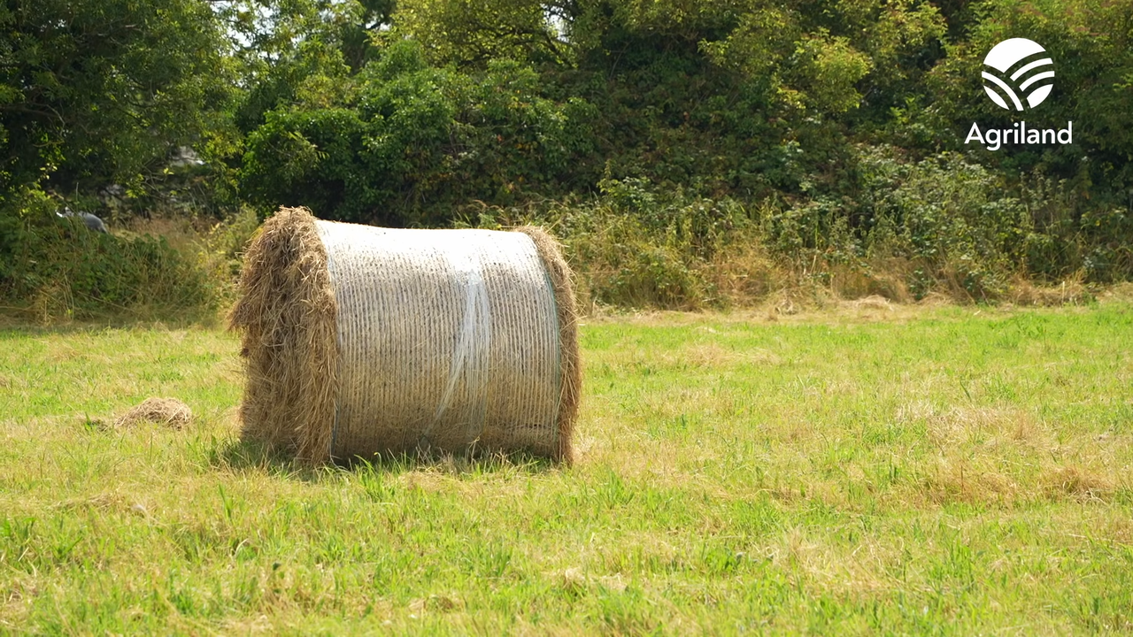 Will the dry weather leave farmers short of fodder this winter?