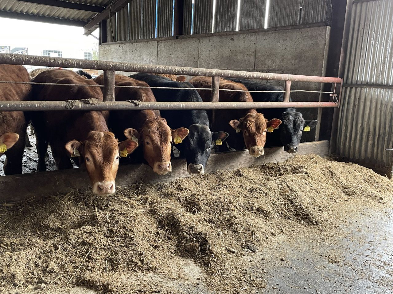 Factory quotes: 5c/kg added to top-end of beef trade again