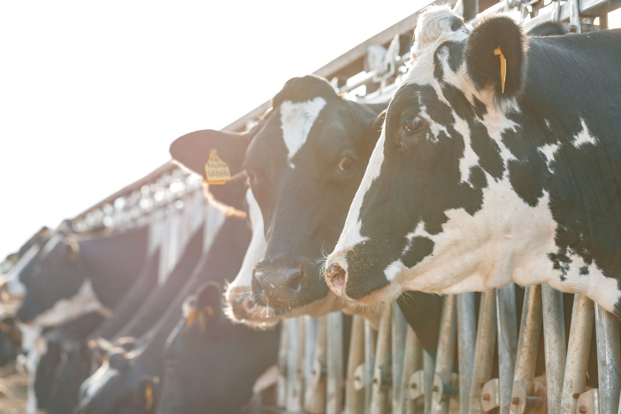 Rabobank: Irish milk prices 'among the lowest in Europe'