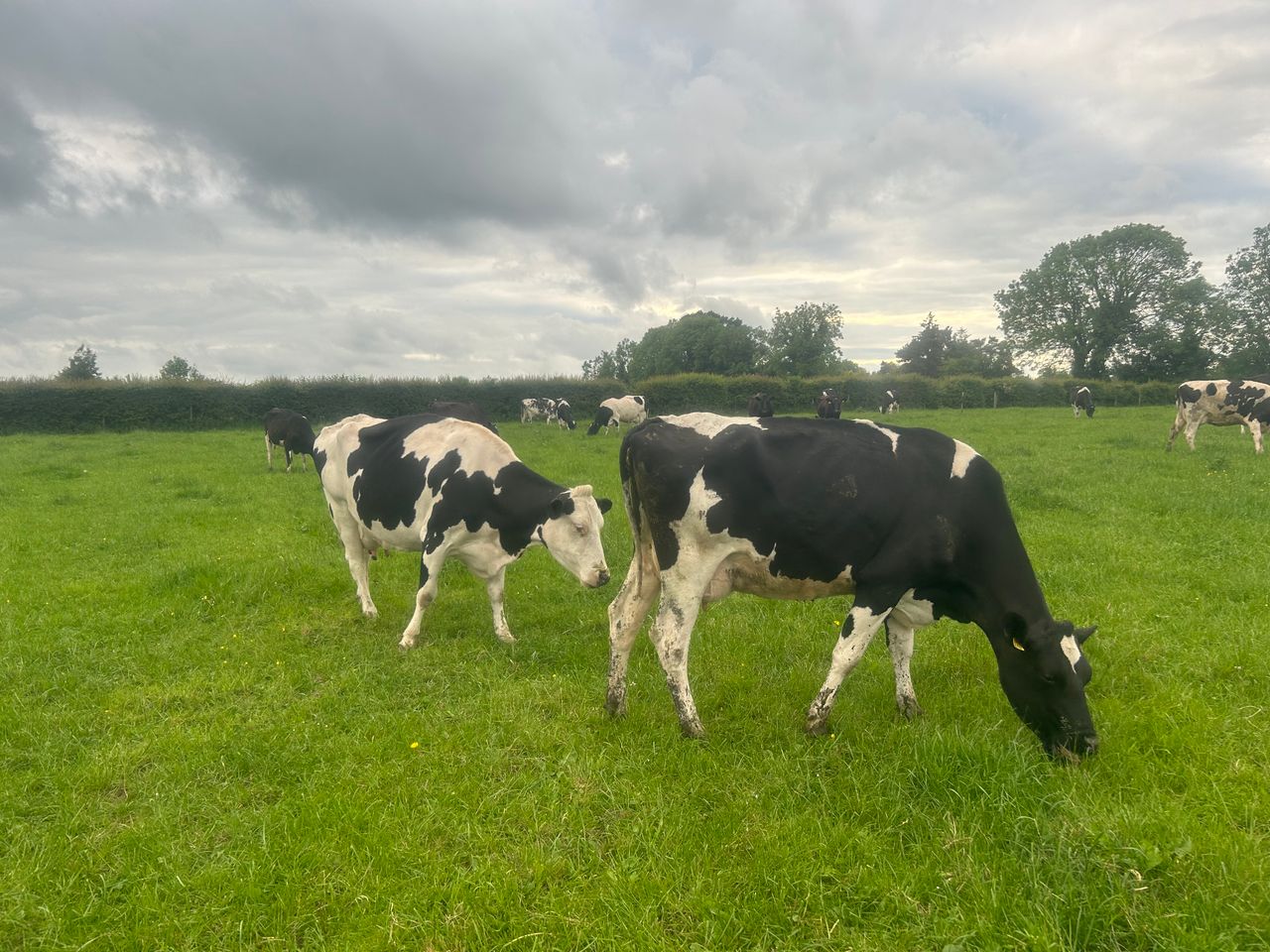 Number of GB dairy producers drops by nearly 6%