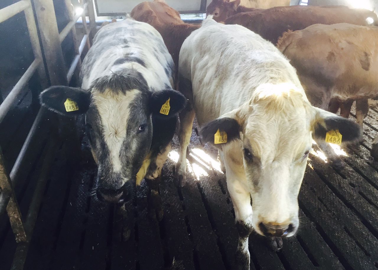 New proposals on live exports would be 'devastating for competition'