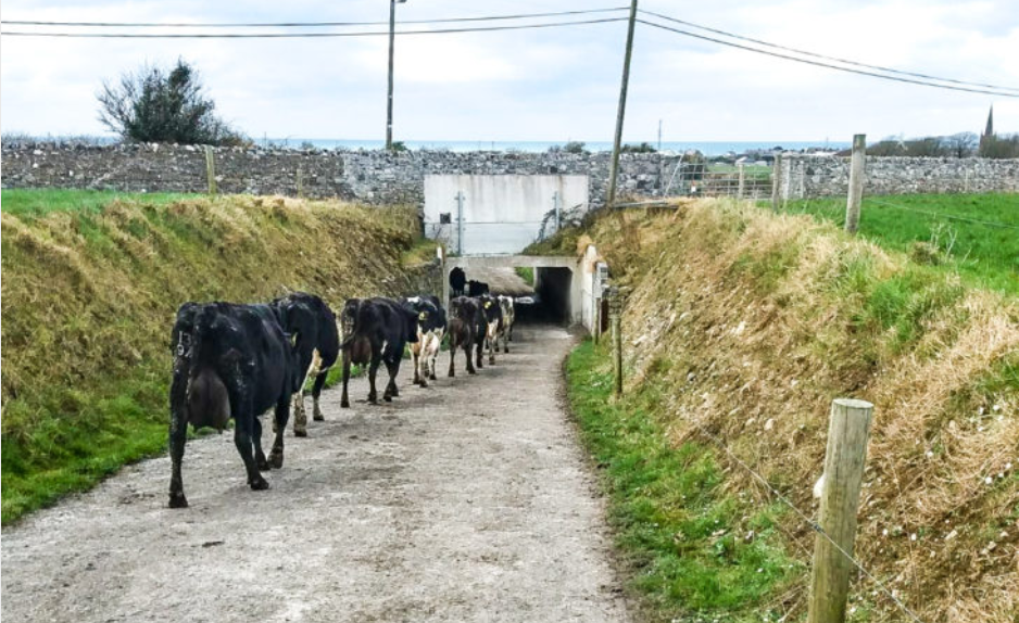 Dairy cow numbers: Map reveals county by county