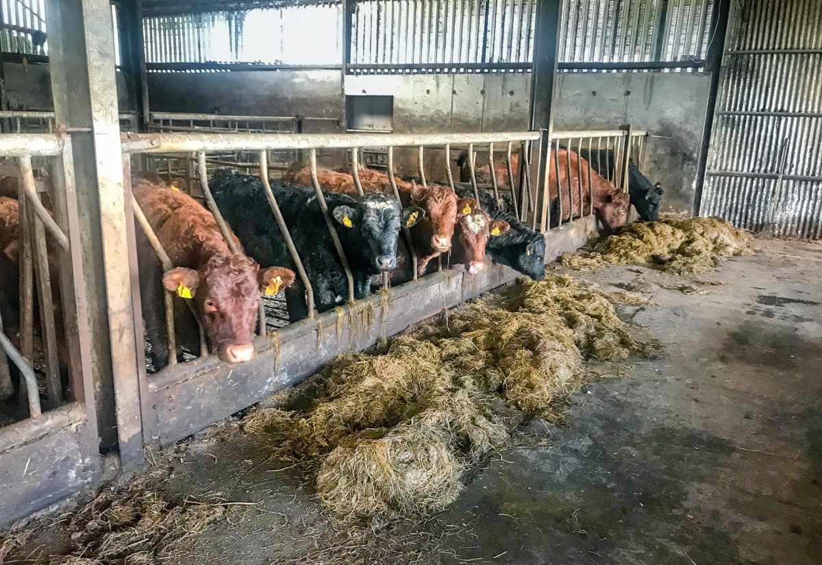 Beef focus: 'There's no point putting cattle up the ramp and saying I've lost money there'