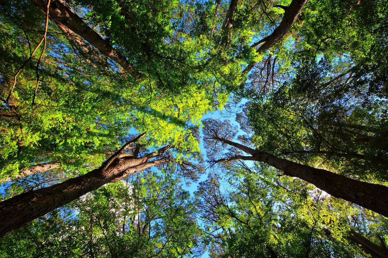 Over 240 approvals issued for small-scale planting