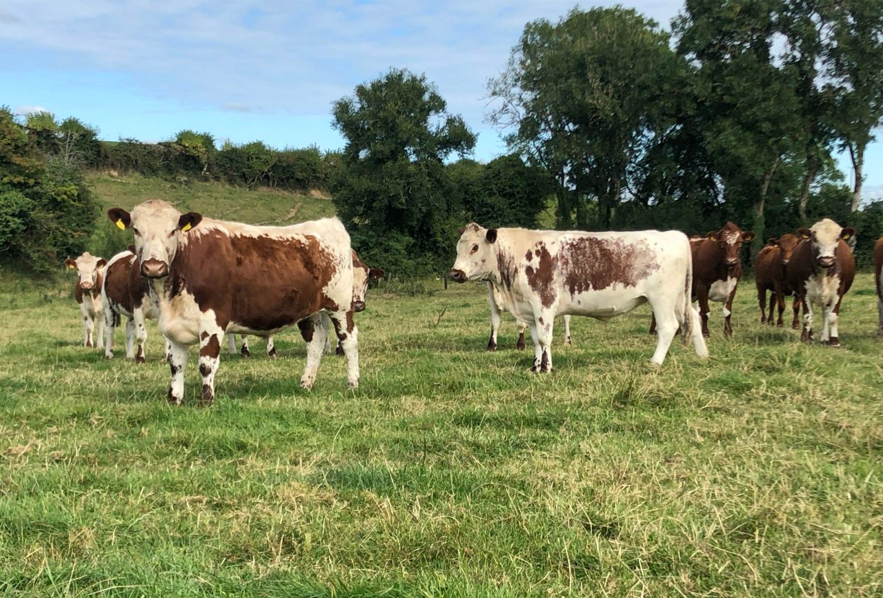 DAFM: 1,700 ACRES farmers yet to submit rare breeds information