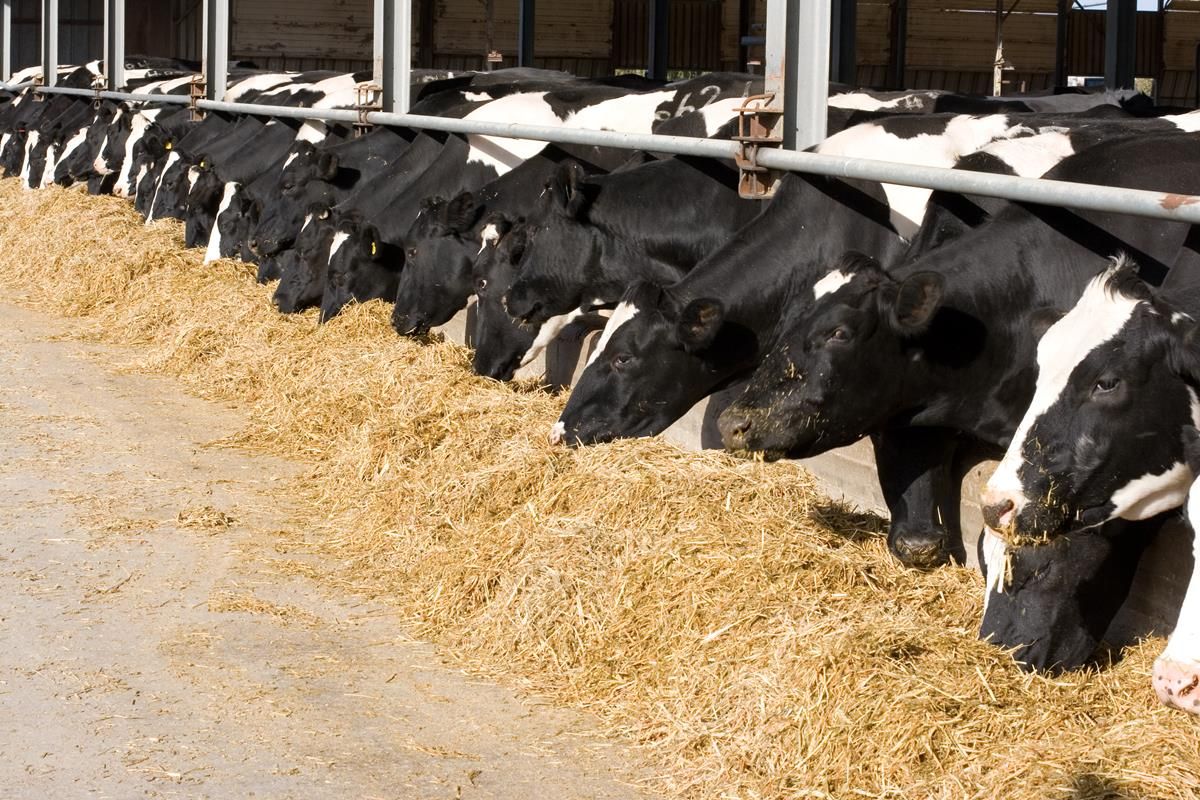 It's a surreal experience, like the day after a funeral - Peter Kingston on the sale of his 950-cow herd