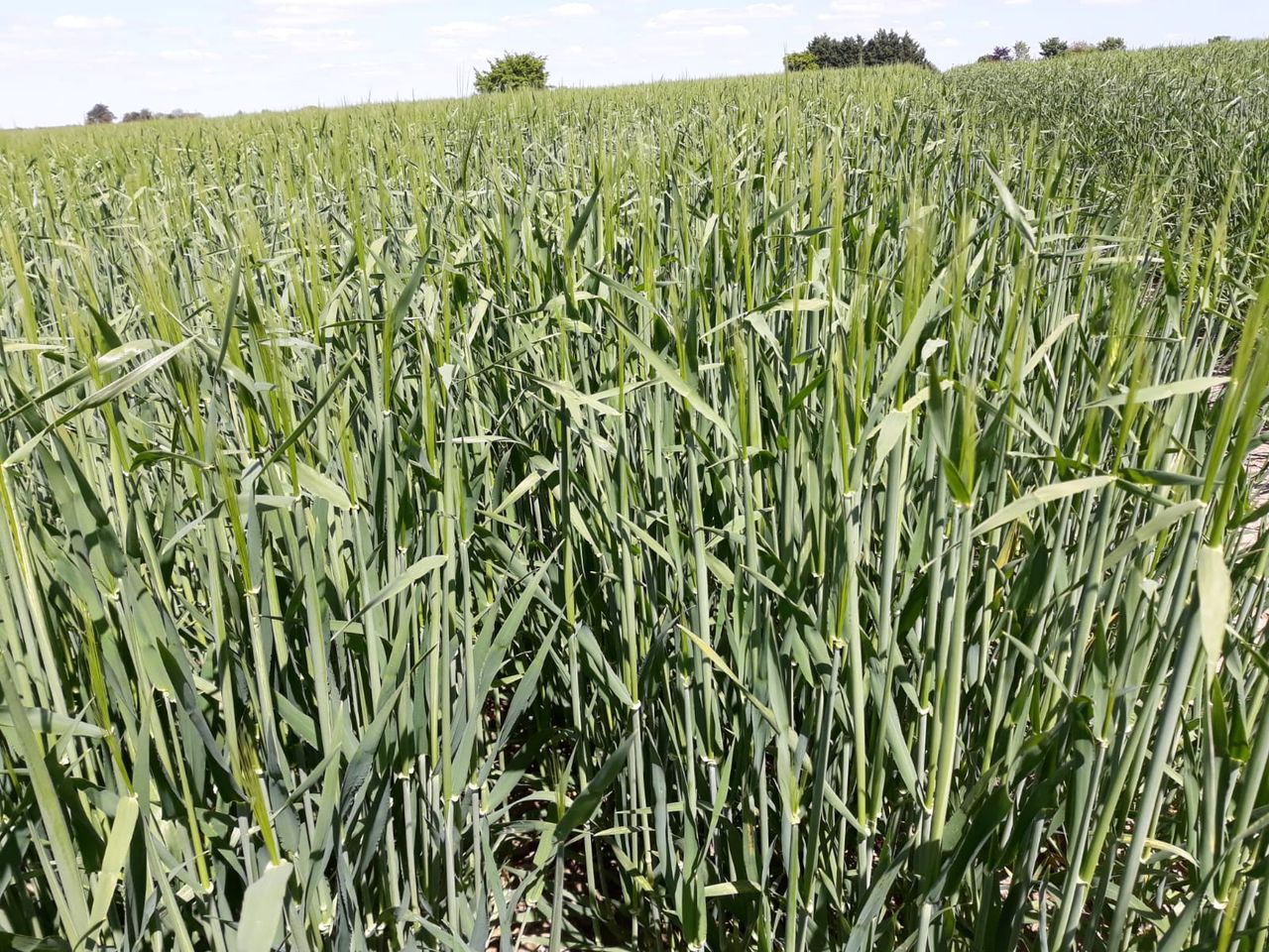 Making best use of nitrogen on winter crops