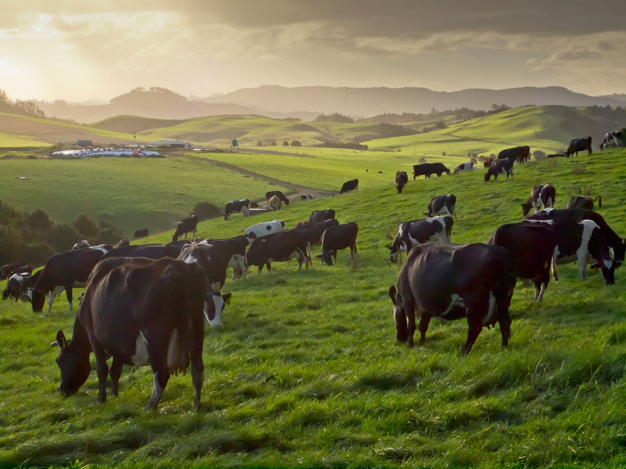 Is New Zealand the modern day land of opportunity?