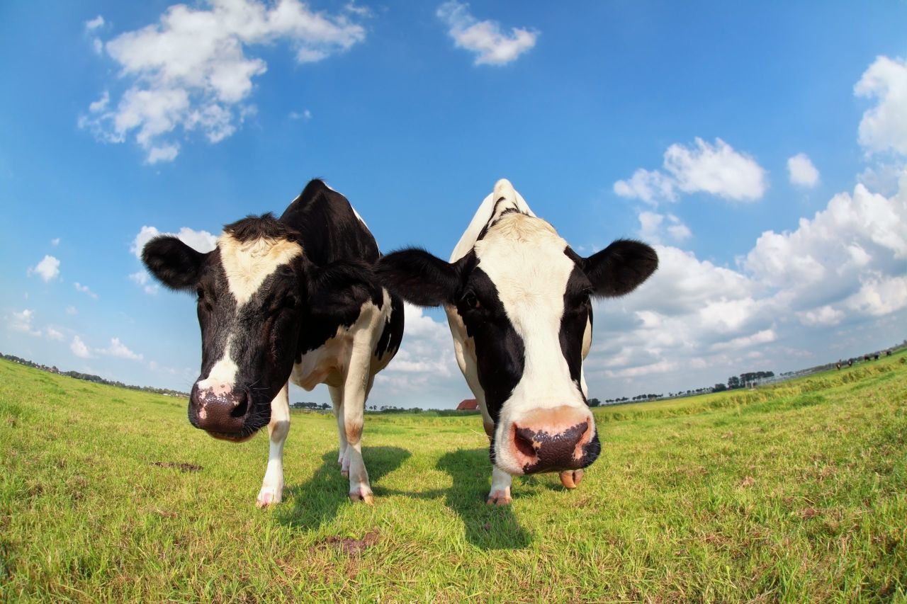 Farmers want new TB rules to 'be simplified' - TD