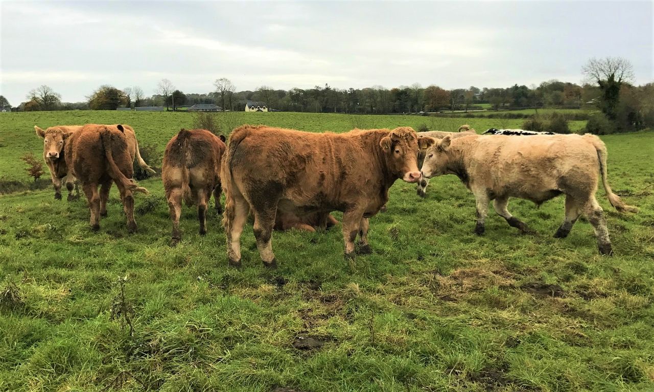 'More obvious than ever' beef grid 'serves factory bosses' - ICSA