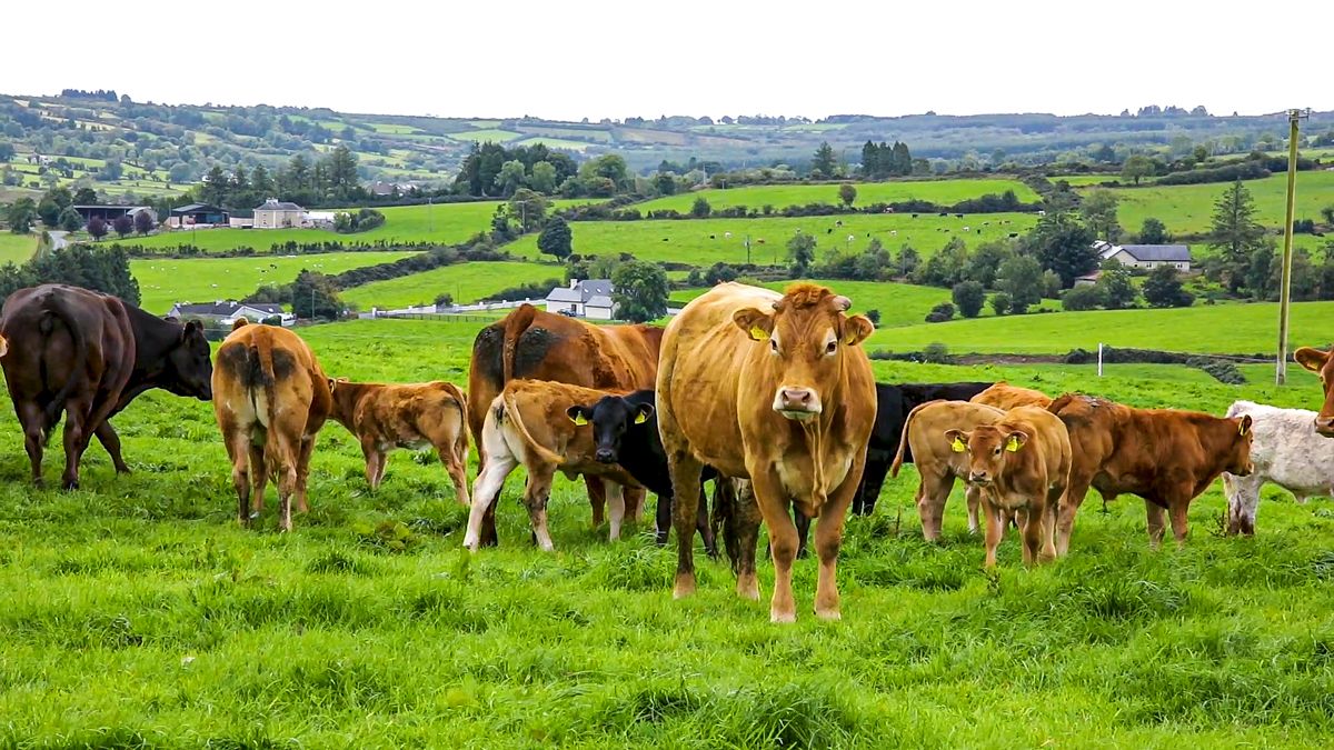 UFU: Farmers considering bluetongue vaccine should consult vet