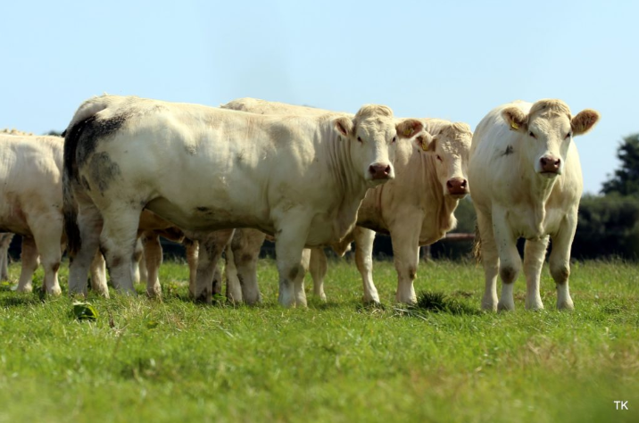 Revisited: Bidding farewell to the famous Skidoo Charolais pedigree herd
