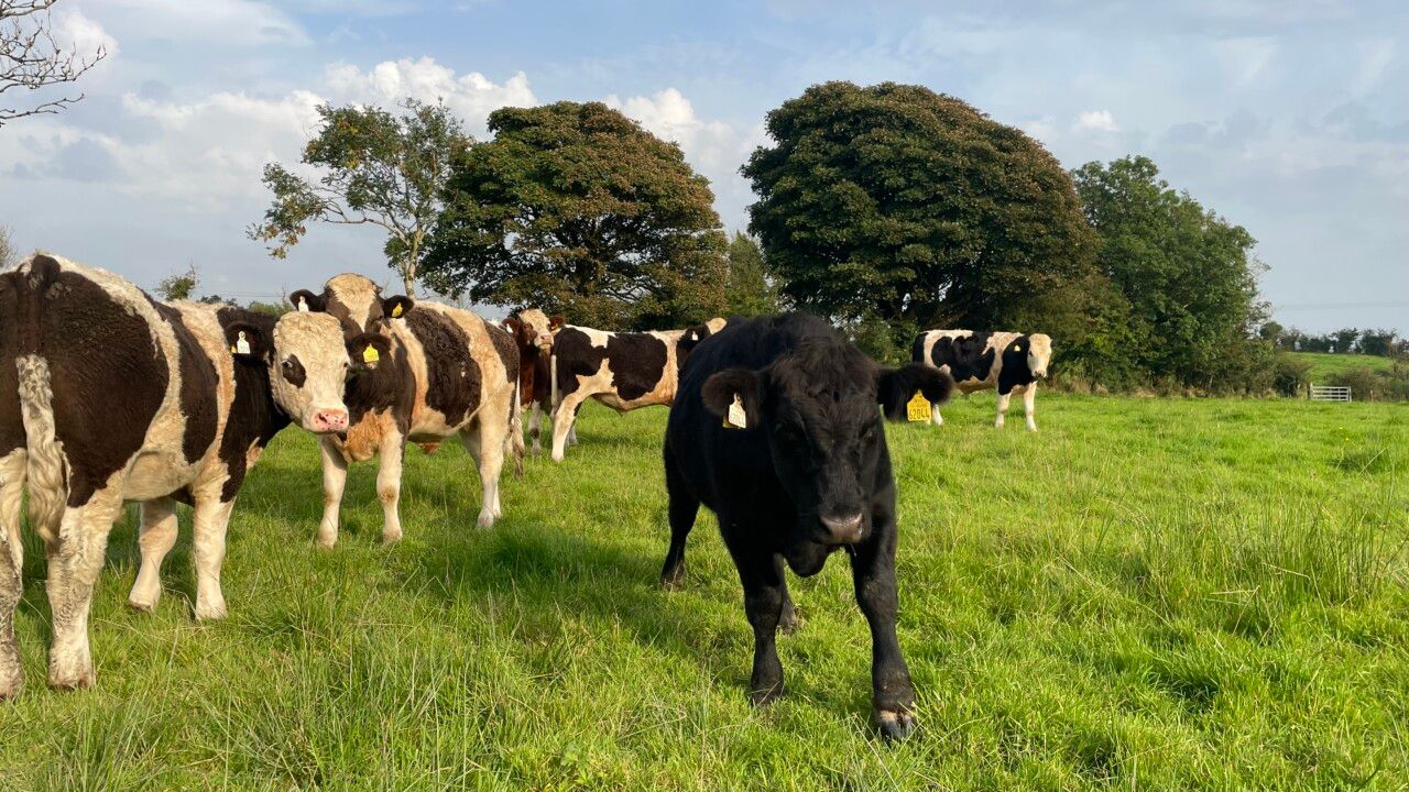 Factory quotes: Bullock price edging back to €5.00/kg base