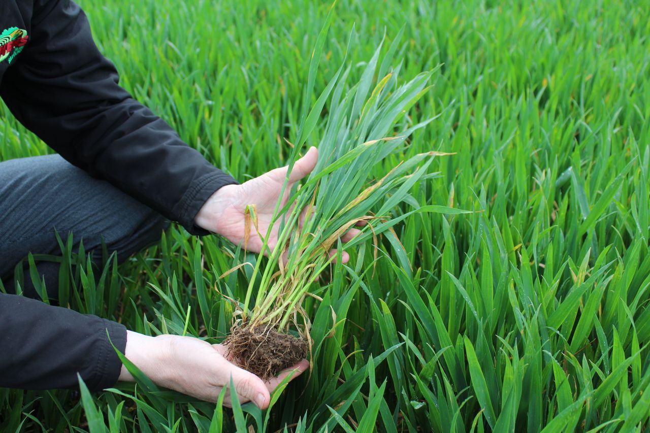 BYDV tolerance is making a real and positive difference