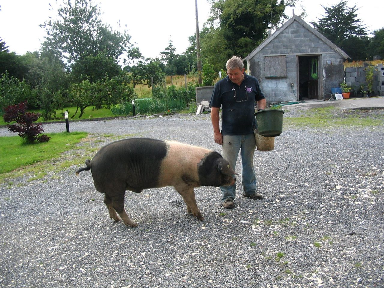 Tipperary couple provide insights into free range pig rearing