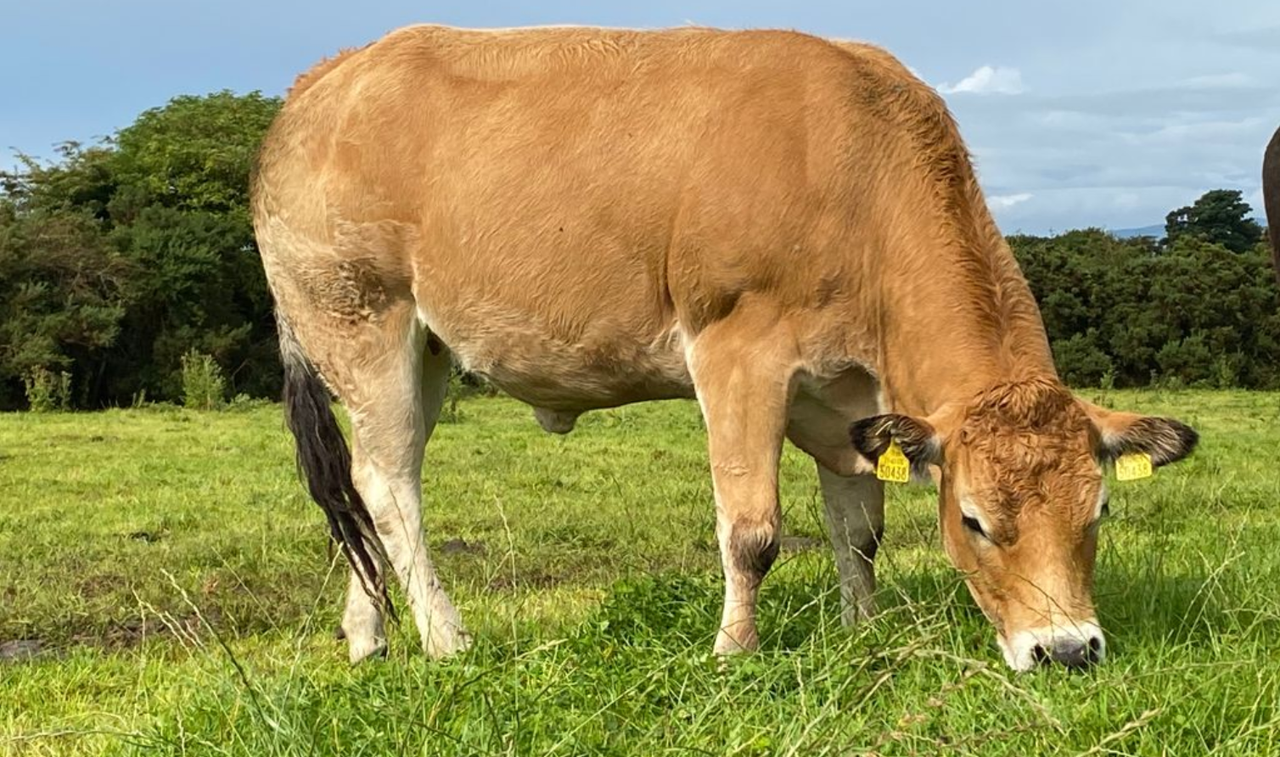 More breed societies vote 'no confidence' in Euro-Star indices