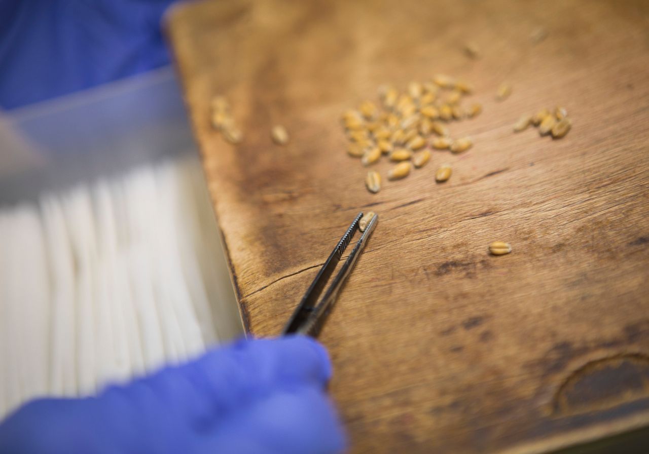 13 organisations sign agreement to combat illegal seed practices