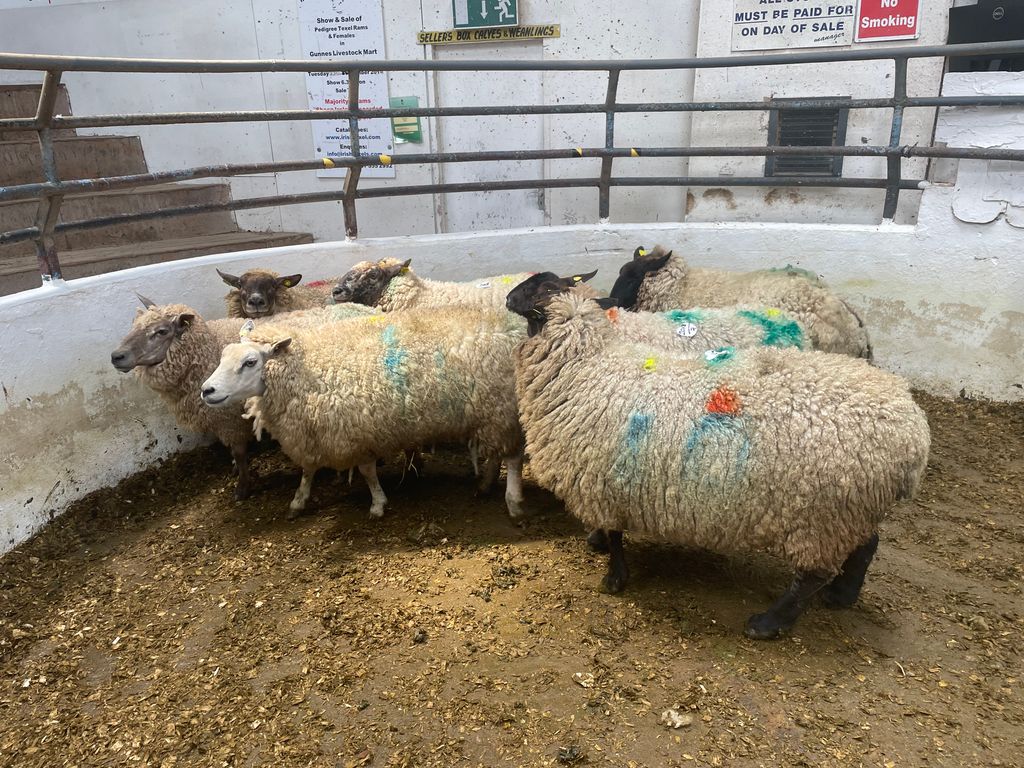 These 7 ewes had an average weight of 92kg and sold for €168/head