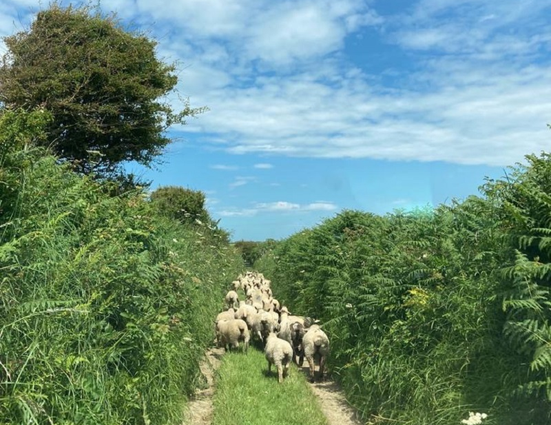 Irish sheepmeat exports valued at €440m in 2023