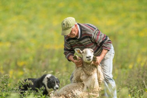 Dublin farmer's dog takes to herding like to a duck to water