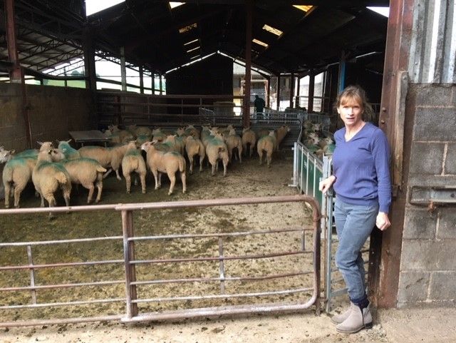 Are you using the right selenium-approved sheep bolus?