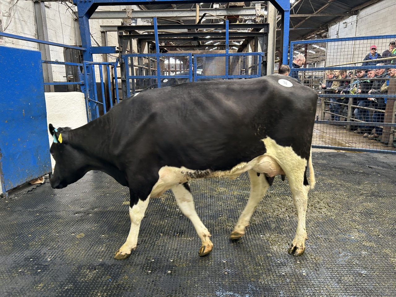 €6,100 achieved for February-calved heifer at elite herd sale
