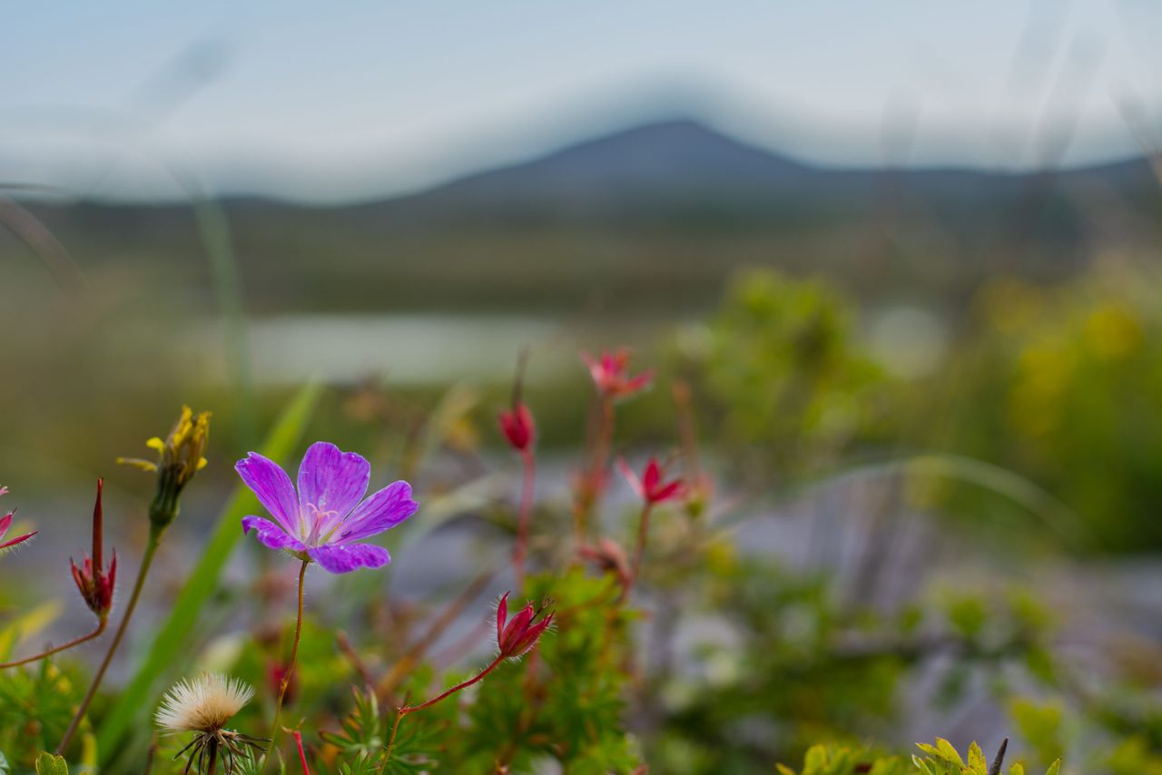 'Burren in Bloom' to take place online this May