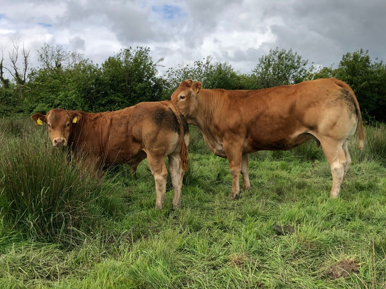 Over 5 times more suckler than dairy farmers in Ireland