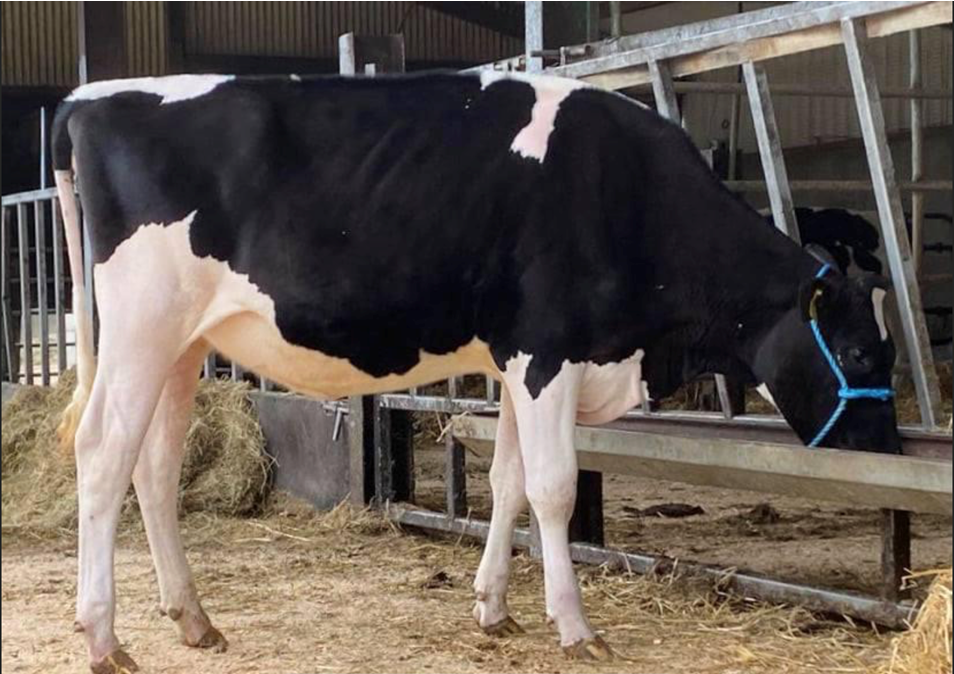 Dalevalley sky-high protein sale achieves top price of 10,500gns
