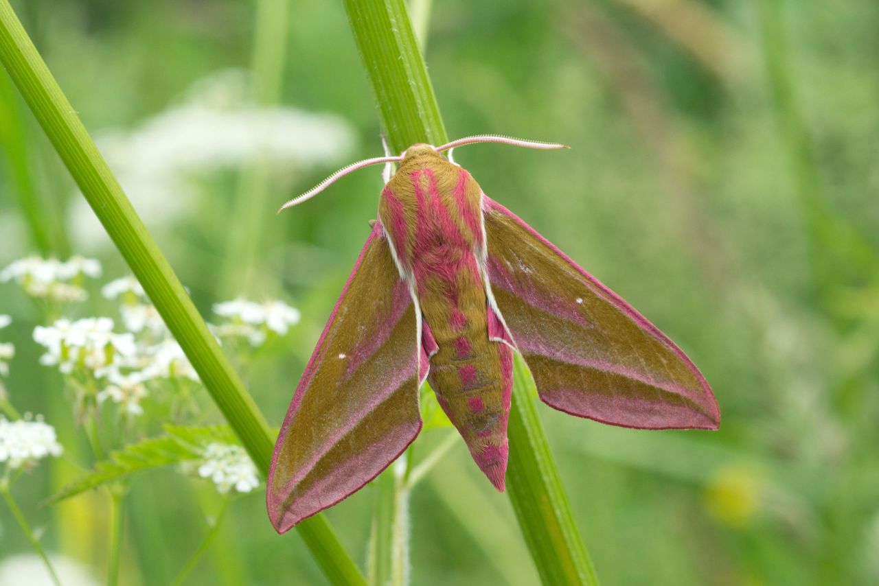 Biodiversity and nature recording scheme opens for applications
