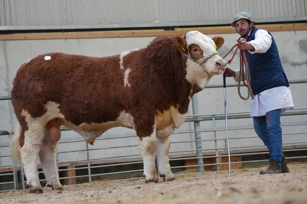 Simmental bulls hit €5,500 at society sale in Tullamore