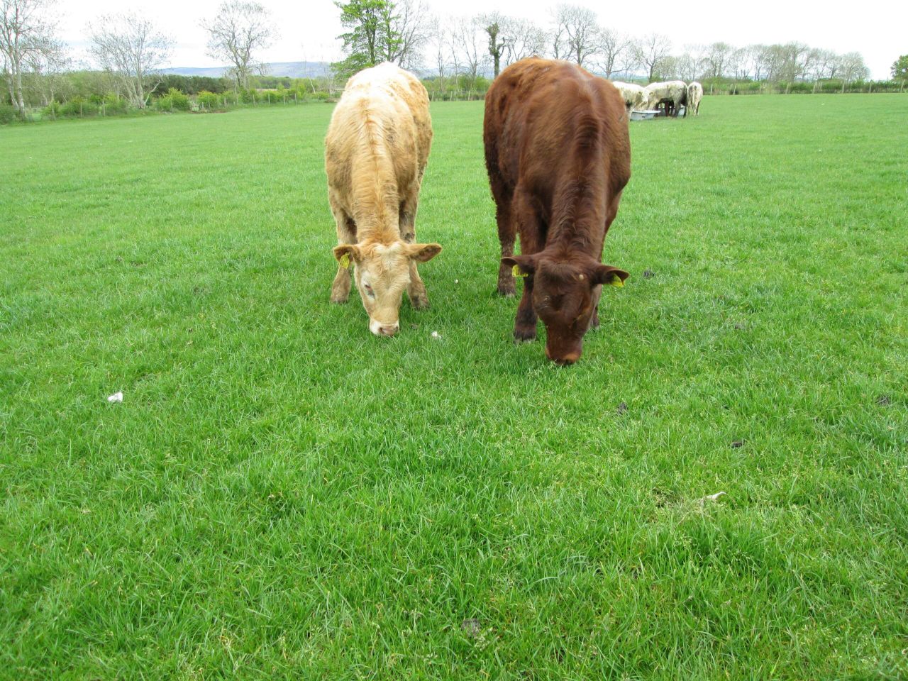 EU beef prices to stabilise, Rabobank reports