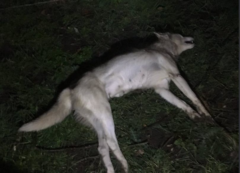 Dog pack attack snuffed out in Kilkenny