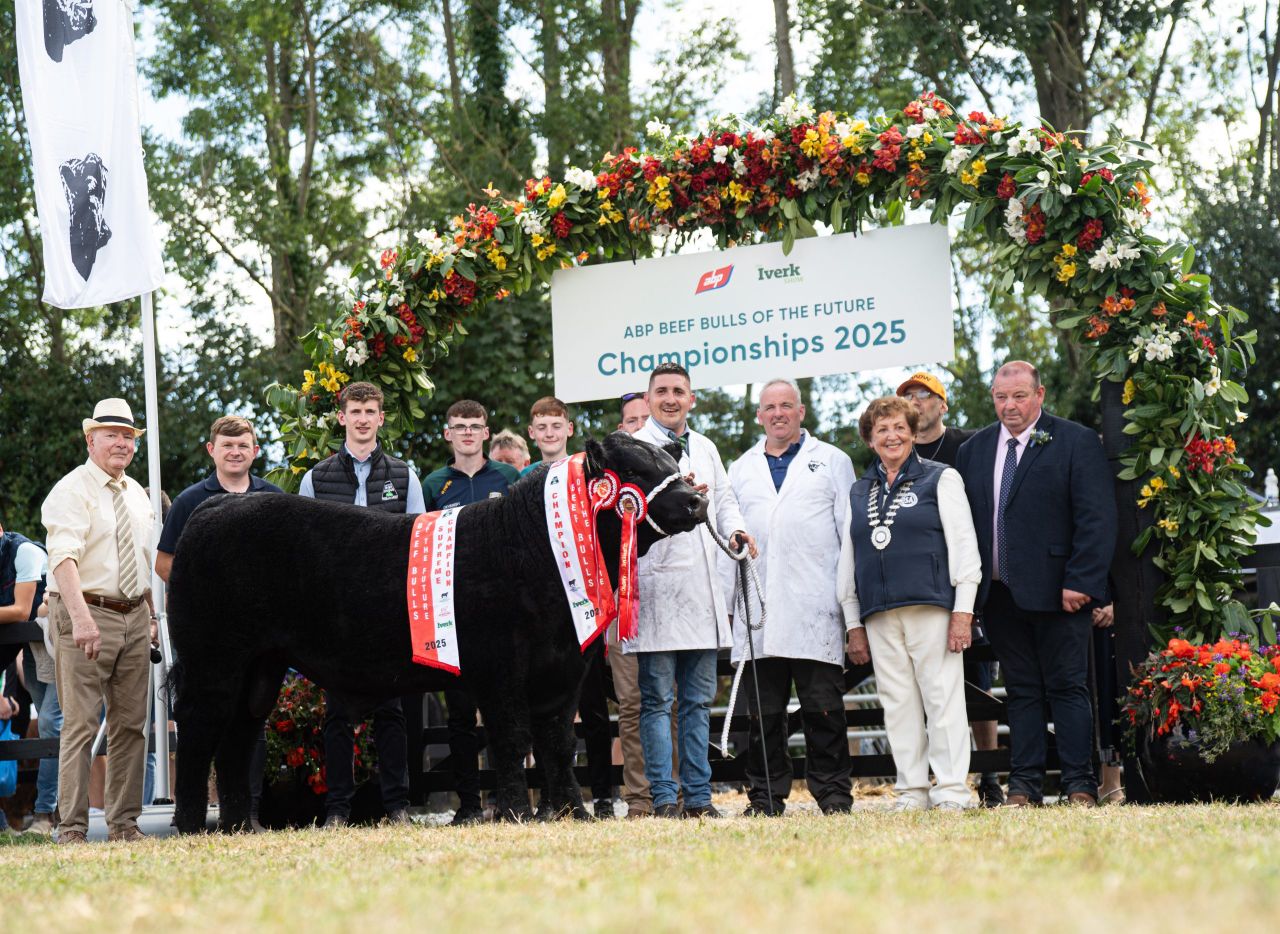 Gallery: ABP Beef Bull of the Future winners at Iverk Show