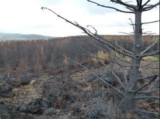 Farmers caught burning outside the legal season may face payment cuts - Department