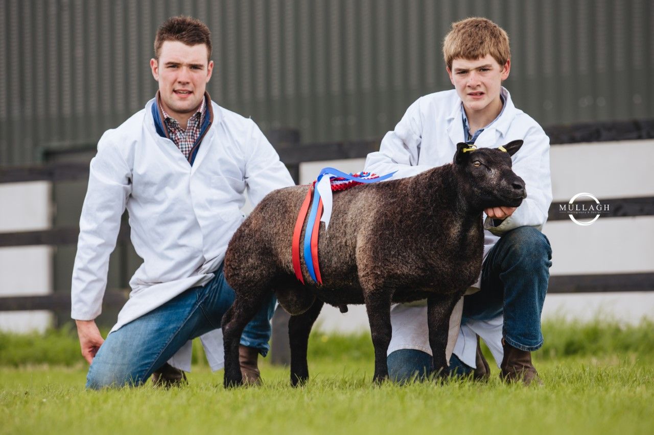 Irish Blue Texel sale: Ewe lamb comes out on top at €1,200