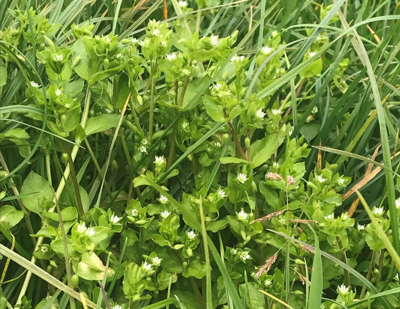 Herbicide management in spring wheat and barley crops