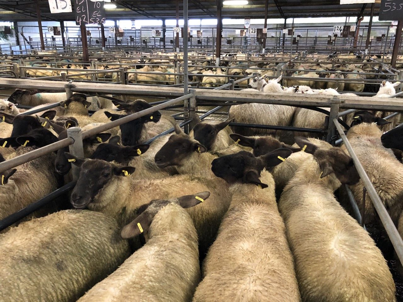 Sheep marts: Factory lamb numbers remain tight; store lamb trade holding firm