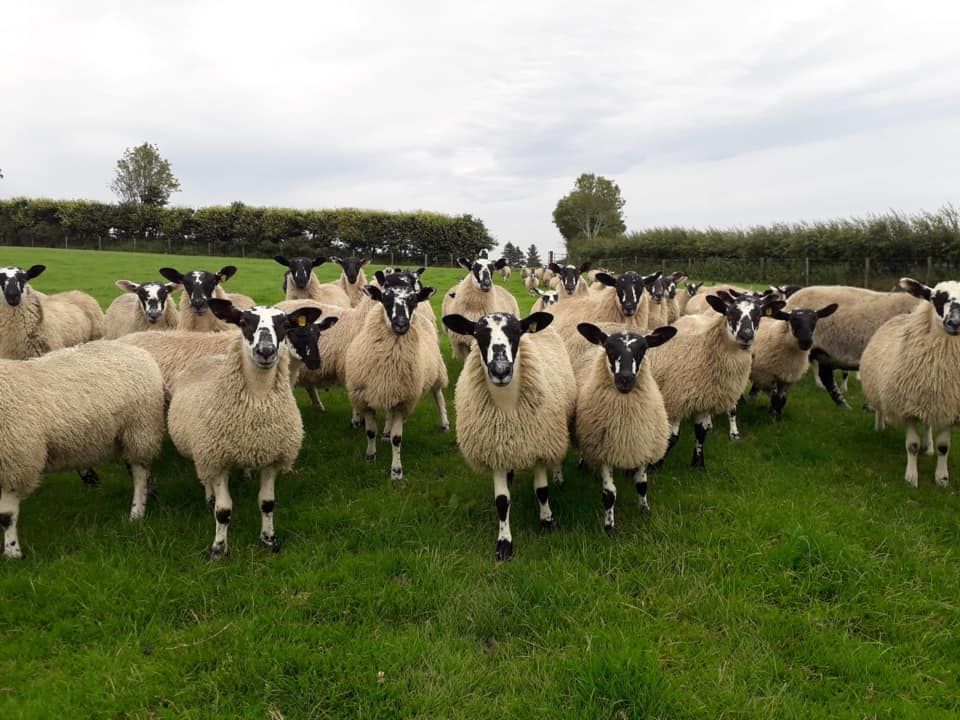 Donegal Mule Group set to hold reduction sale