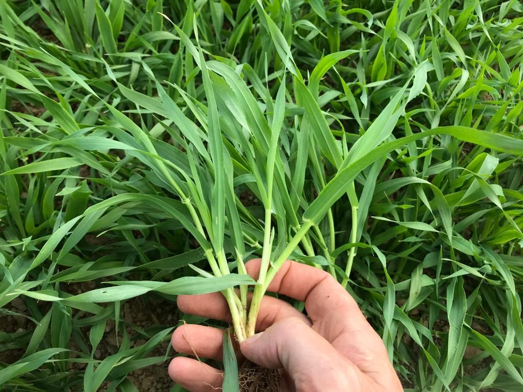 Grain aphids can damage cereal crops in a matter of 'hours'