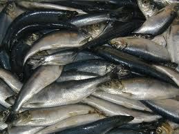 Herring fishery licences available from September