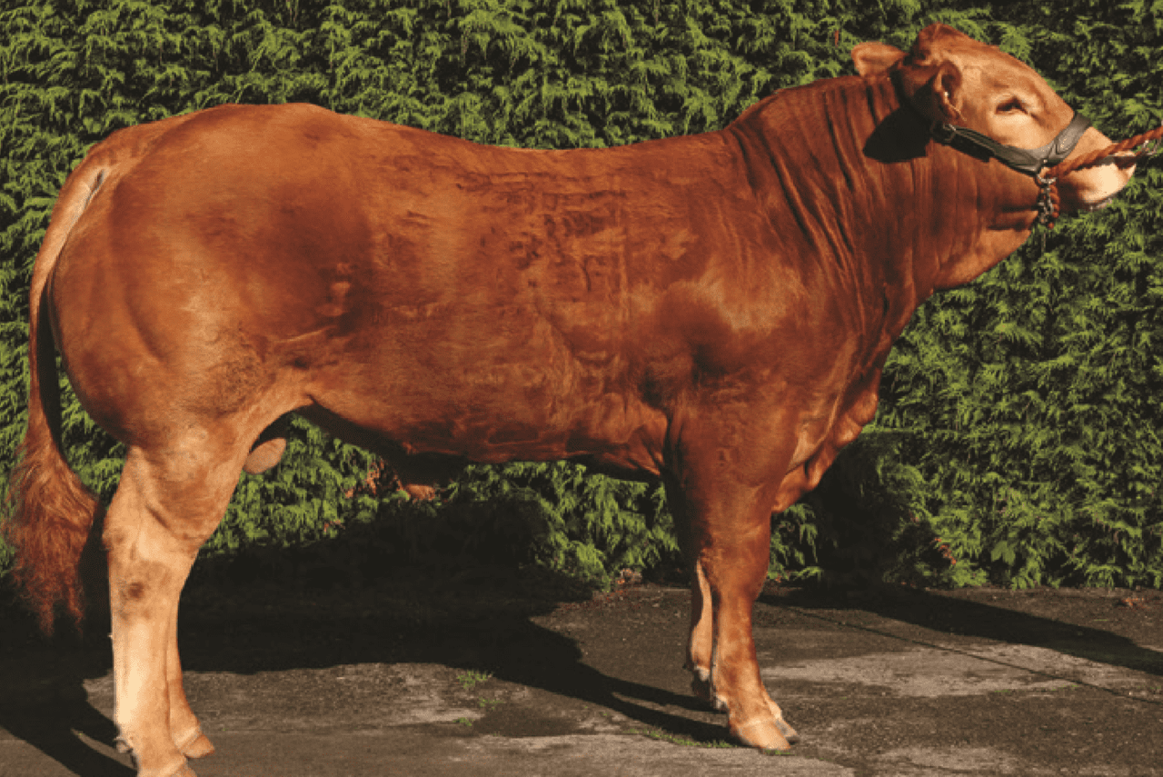 16 Gene Ireland beef bulls announced for 2018