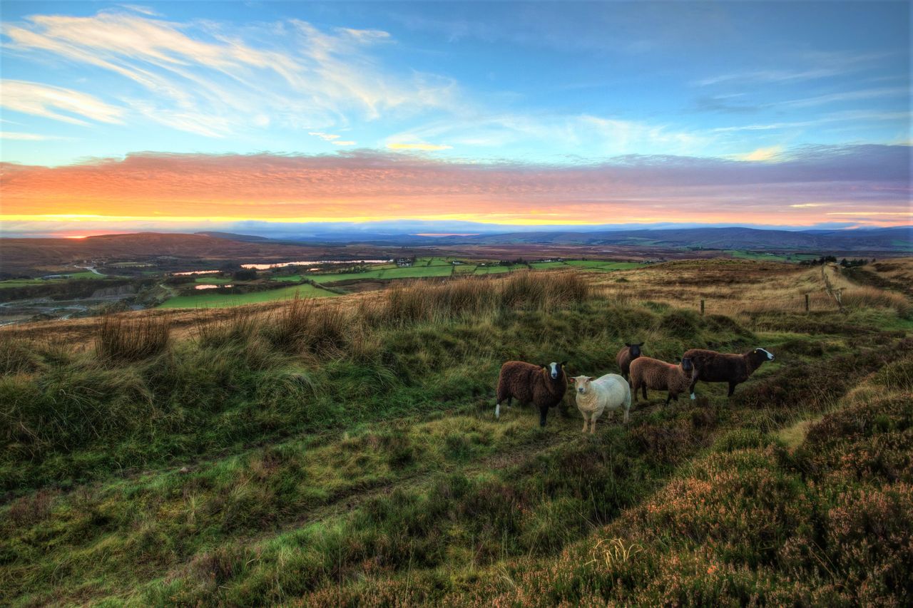 'Lay of the Land' serves up reflections on rural life