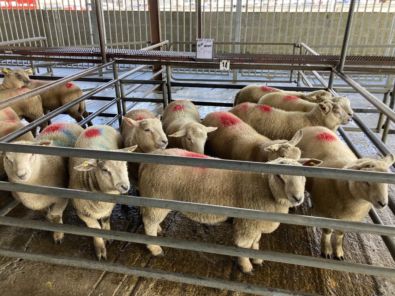 Improved trade on last week at sales on Monday as lambs hit €193/head at Corrin